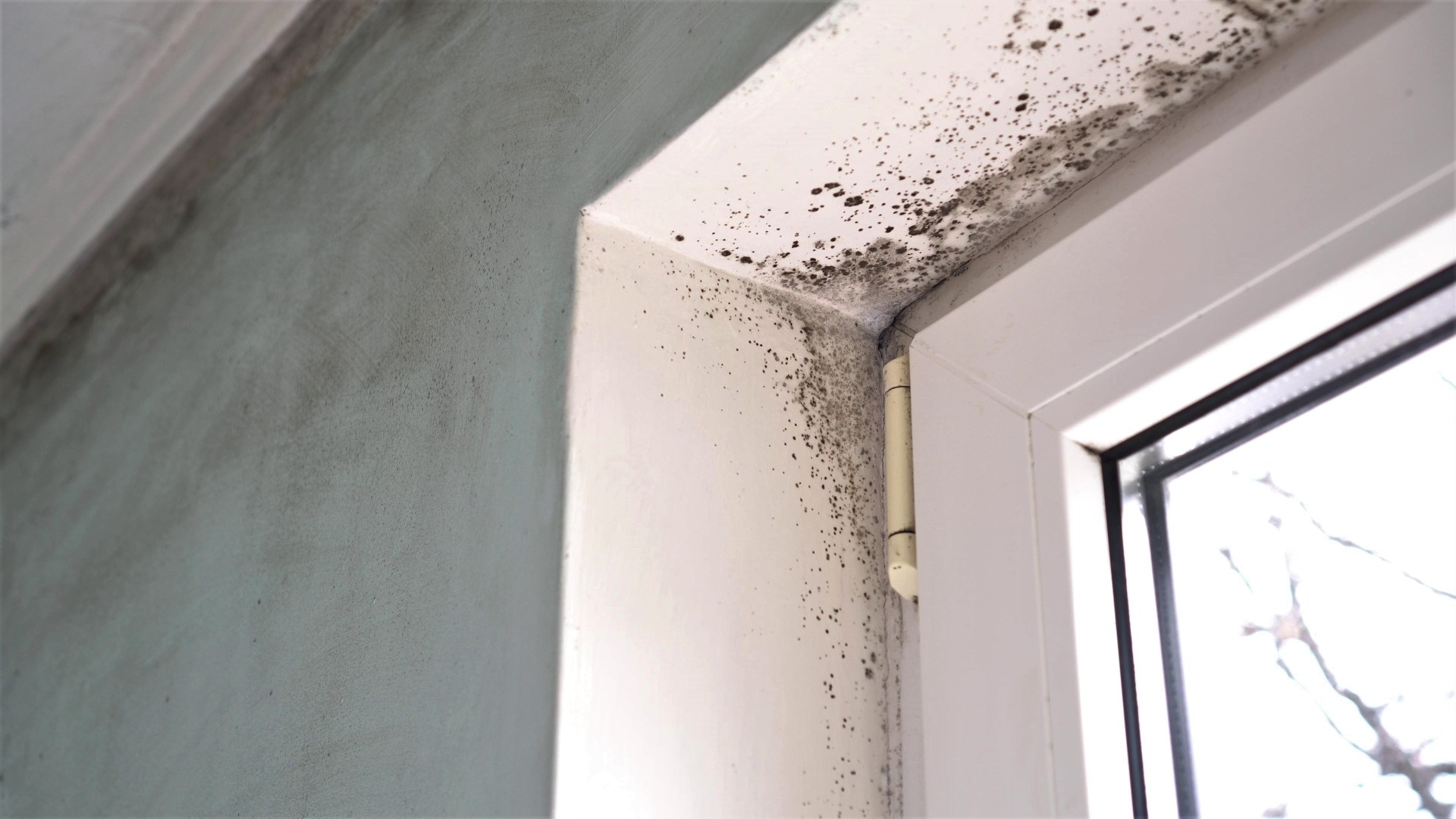 Renting a cold, damp or mouldy property? How to get it fixed and get £1 ...